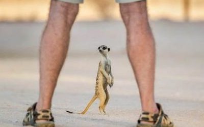 Compare the Meerkats