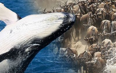 THE BEST TIME TO EXPERIENCE KENYA’S DOUBLE MIGRATION