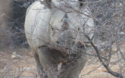 6 Reasons to Visit Saruni Rhino – Kenya