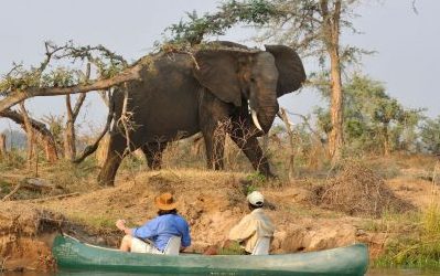 Watch the New Potato Bush Camp Video – Zambia