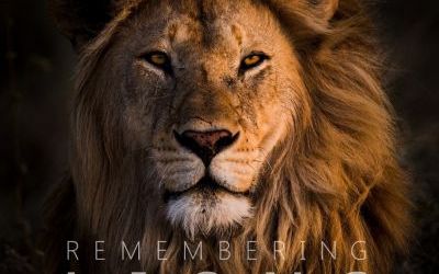 Remembering Lions