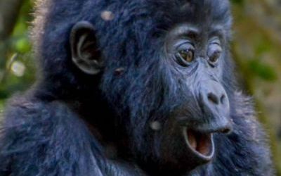 Animals Just Love Uganda