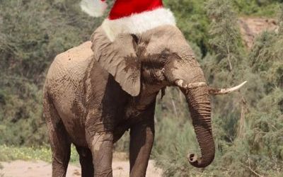 Merry Christmas & Happy New Year