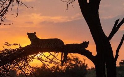 Wildlife Spot of the Week in Kenya