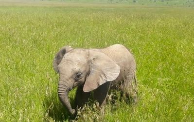 Lost Baby Elephant Reunited with Mother