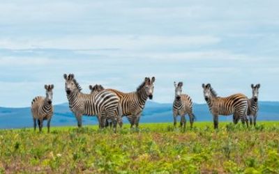 Enjoy the ultimate Green Season safari in Malawi