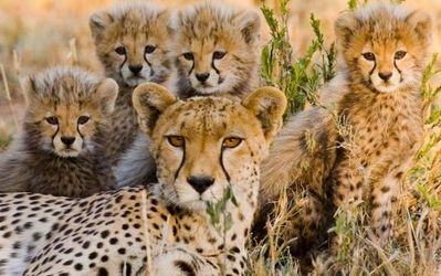 Mara Naboisho Conservancy – Emergency Appeal