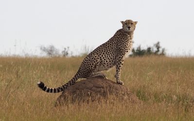 Kenya Safari & Beach Holiday Testimonial & Photos