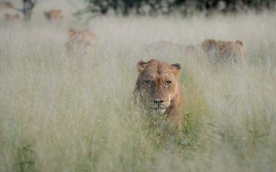 Trying to Outsmart Lions