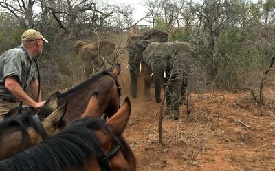 Virtual Horse Safari in South Africa