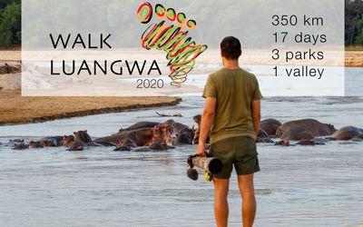 Walk Luangwa 2020 – An Update from Zambia