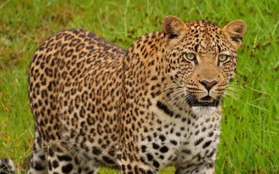 New Leopard Cubs at Kwandwe – South Africa