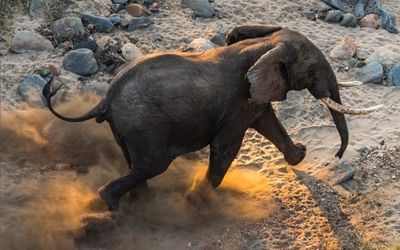 Elephants on the Move in Malawi