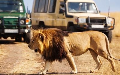 8 Essential African Safari Tips